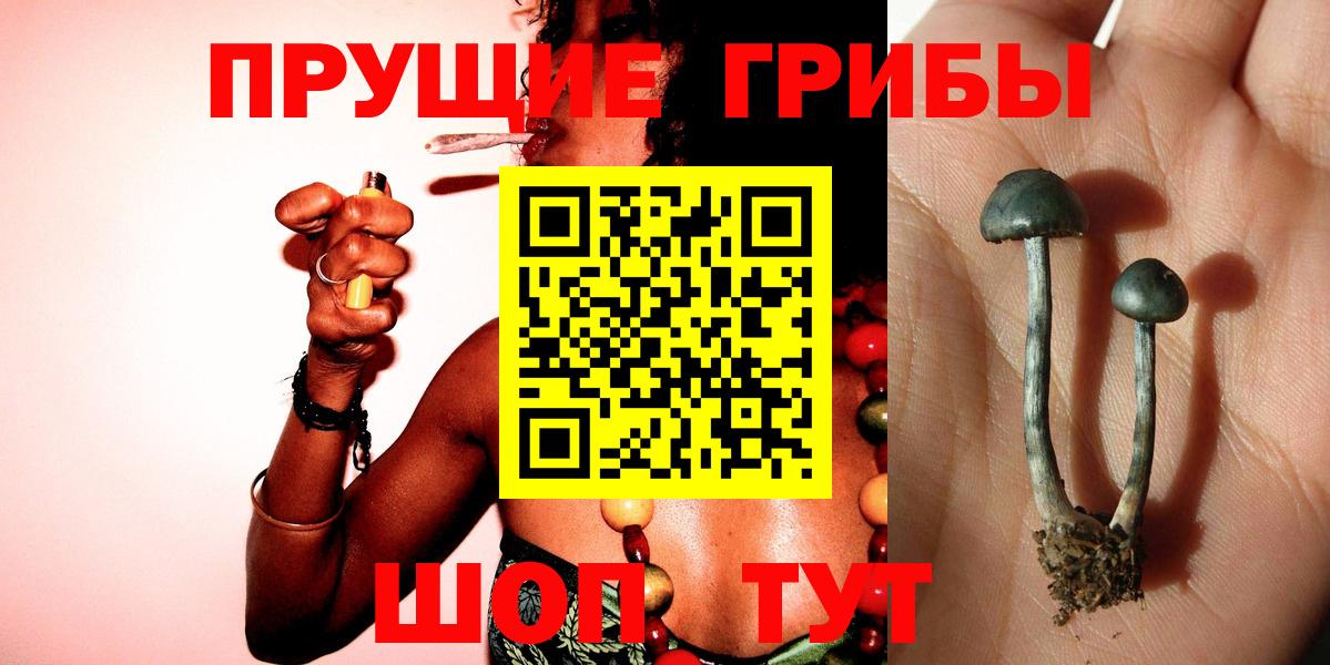 Нижнекамск  Галлюциногенные грибы Psilocybine cubensis  Вход с VPN 